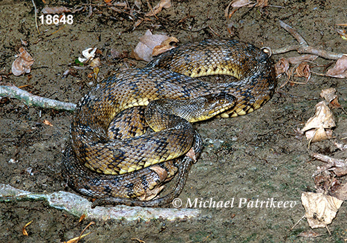 Diamondback Watersnake (Nerodia rhombifer)